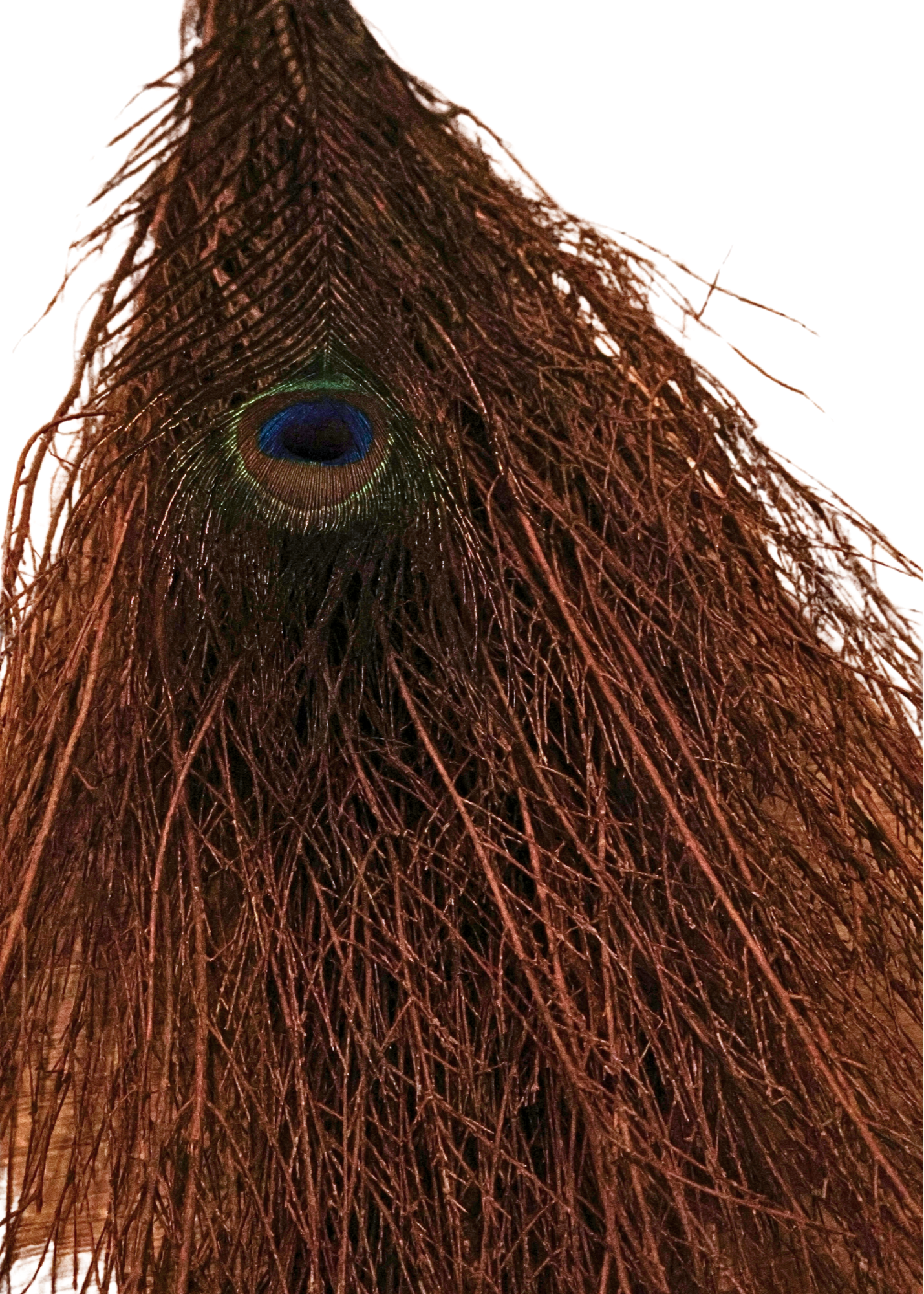 36" Cinnamon Witch's Broom feathers