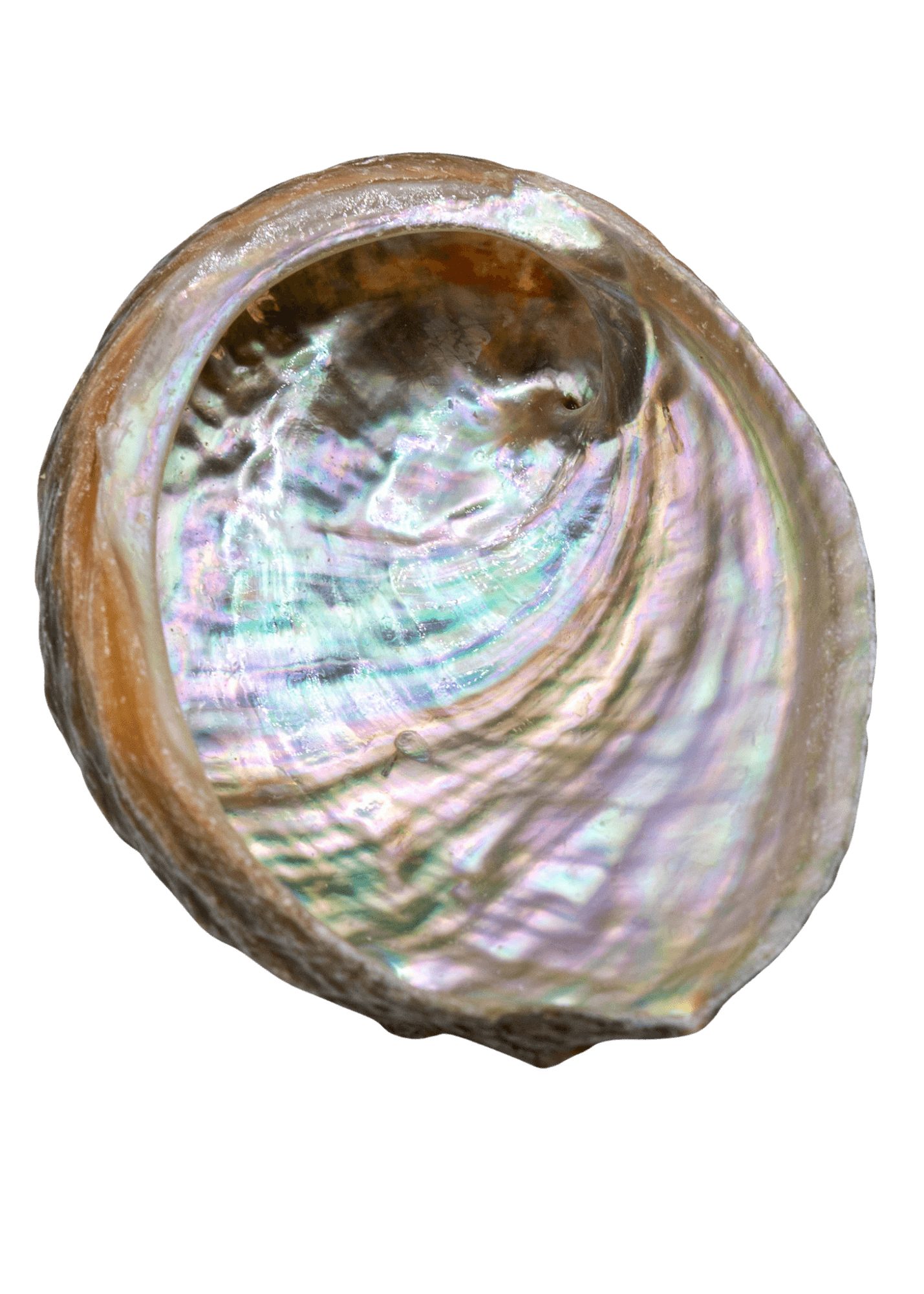 Abalone Shell for smudging