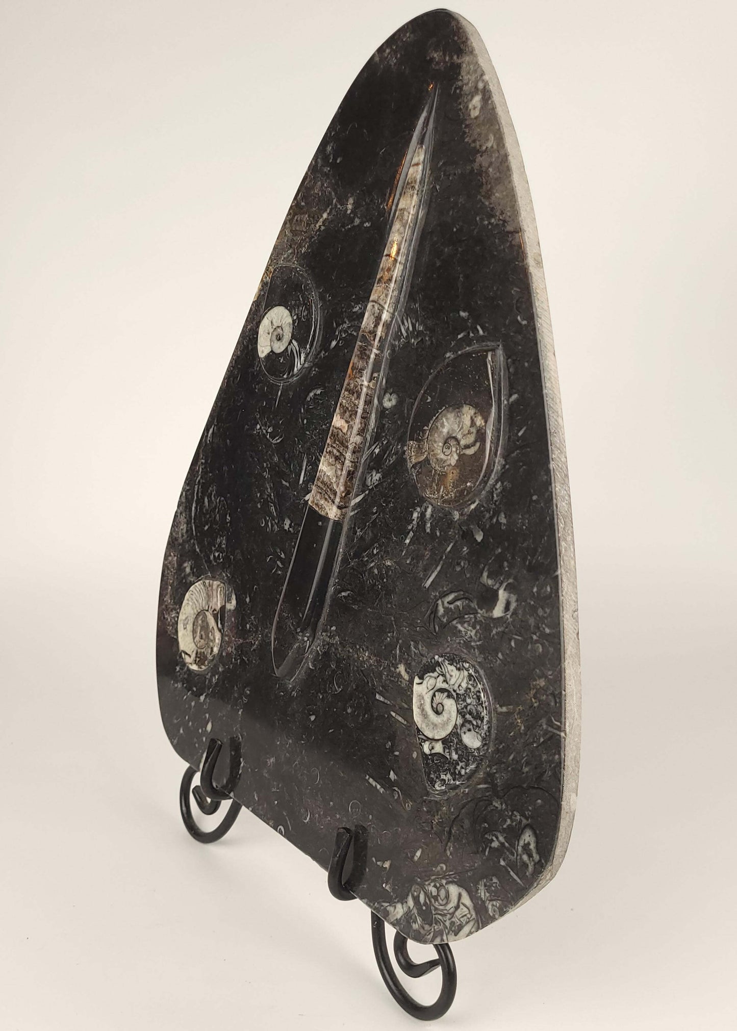 Goniatite and Orthoceras Large Fossil Slab