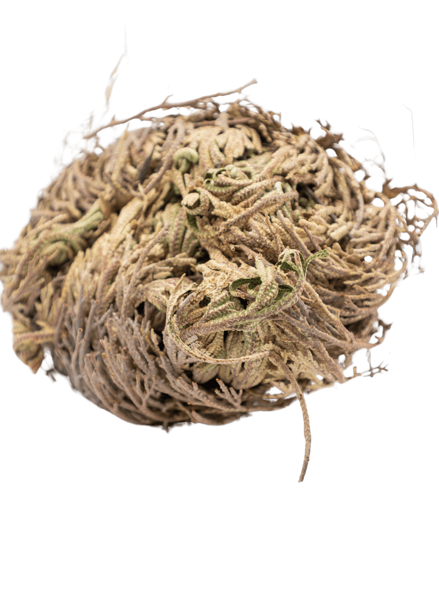 rustyback jericho flower