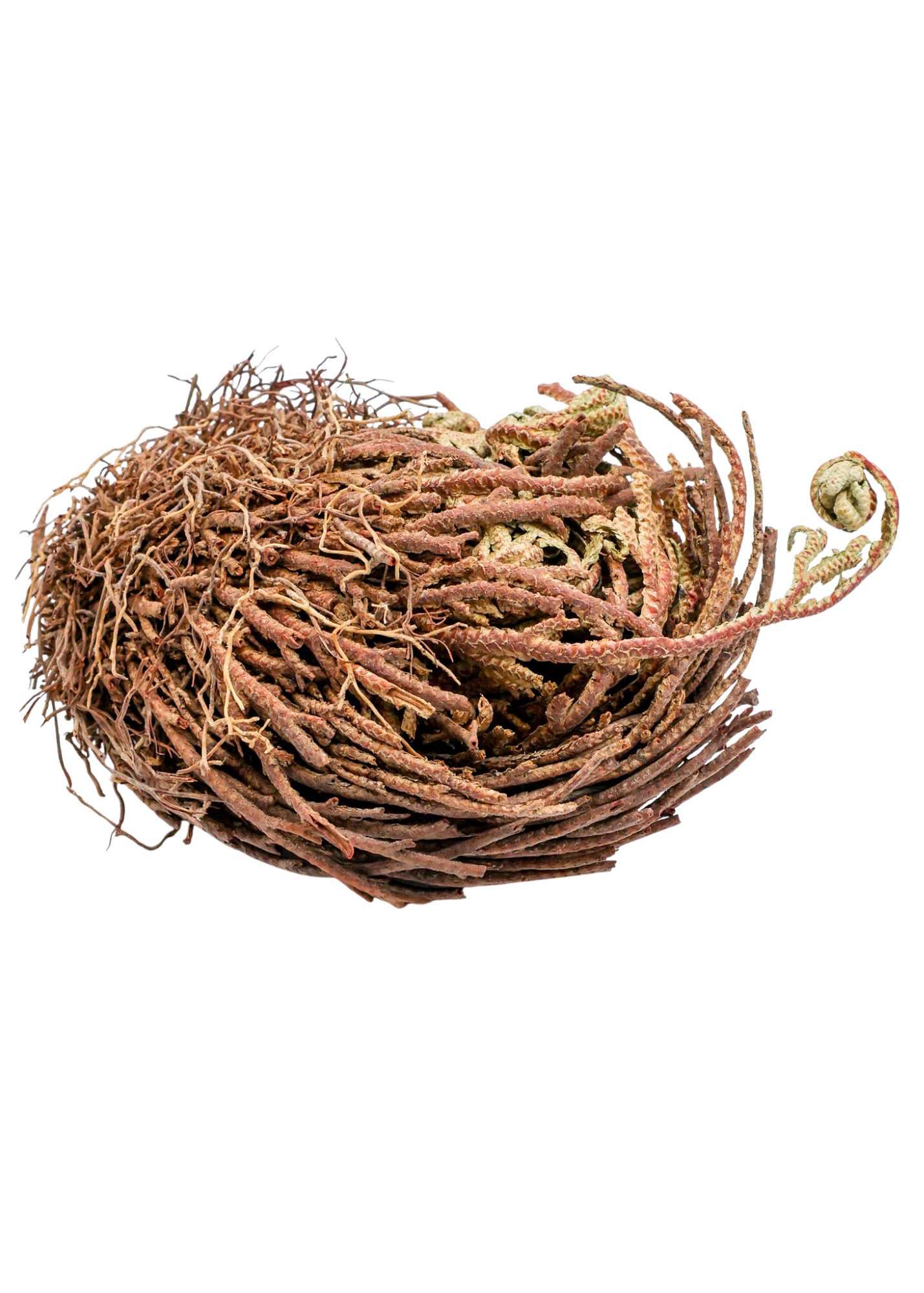 Small Rose of Jericho Doradilla Flower no background