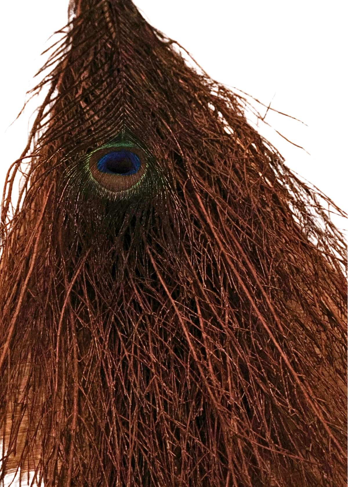 36" Cinnamon Witch's Broom feathers