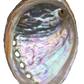 Abalone Shell top view