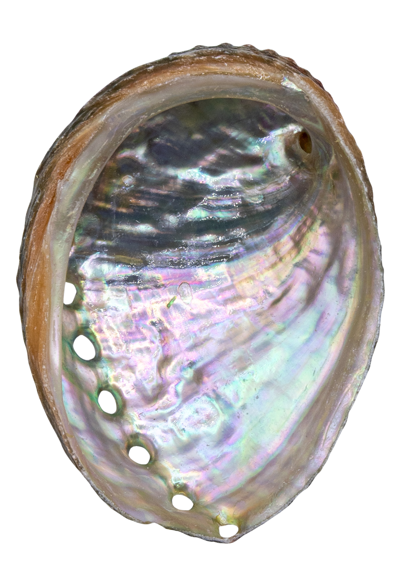 Abalone Shell top view