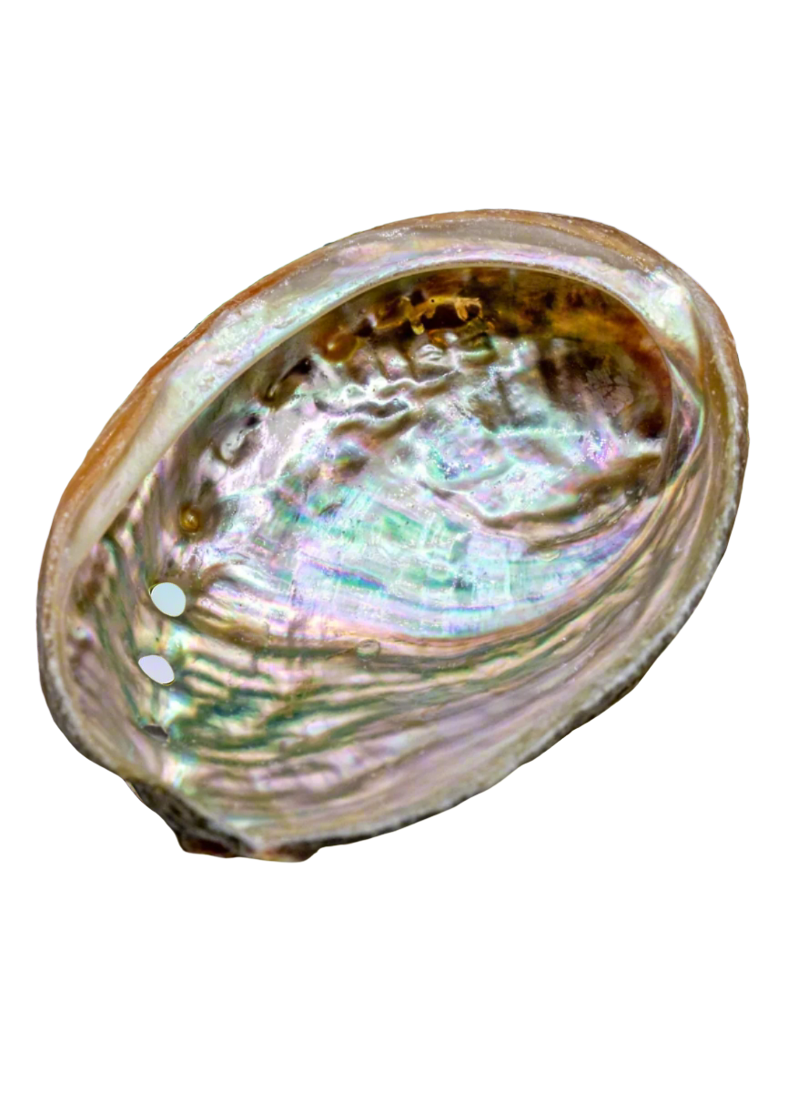 Abalone Shell 3 inch
