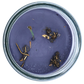 Protection 7 Day Spell Candle top