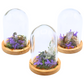 Quartz terrariums in glass domes with crystal points, moss, and purple floral accents