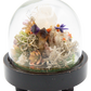 Glass Domed Terrarium with Wood Base Crystal Sculpture 1