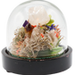 Glass Domed Terrarium with Wood Base Crystal Sculpture 3