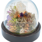 Glass Domed Terrarium with Wood Base Crystal Sculpture 5
