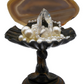 Iron Oyster Shell With Blue Phantom Crystal Sculpture